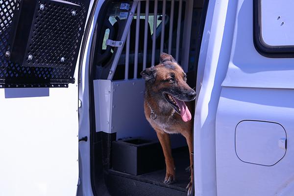 A brown and black dog smiles as it waits in the handler's car